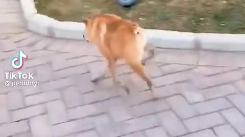 Sniff games = doggie yoga 🧘 Reduces stress better than treats