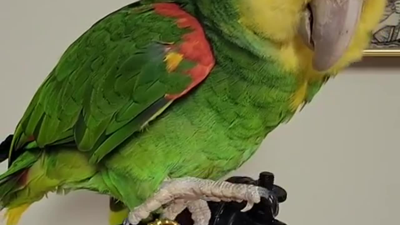 funniest parrot ever! 😂🦜