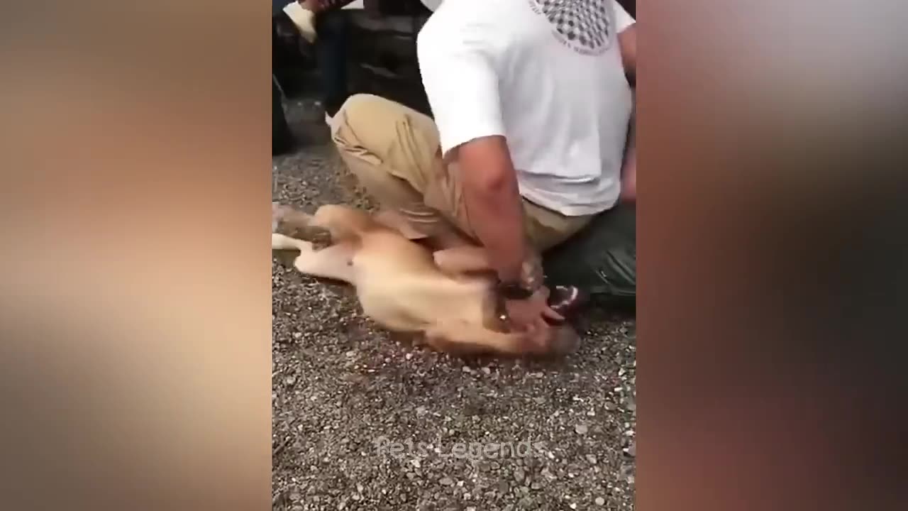 When your cat's yoga game is stronger than yours 🧘‍♂️🐾