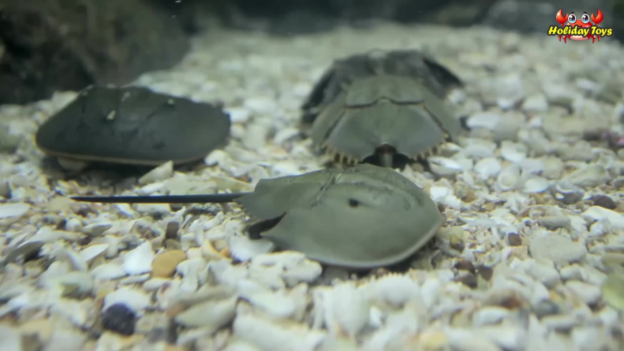 Shrimp and Starfish are Carried by the Ocean Current to the Shore