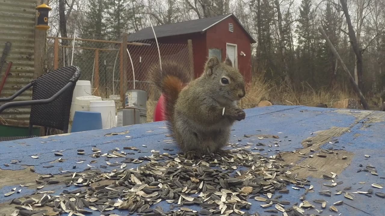 Rocky eating for free