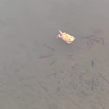 Refreshing morning swim