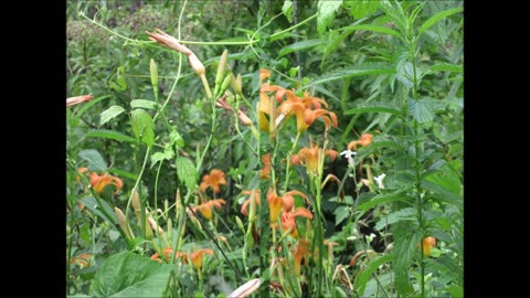 Hanakotoba Orange Daylily July 2024