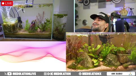 Live IRL: Fish Tank Fun