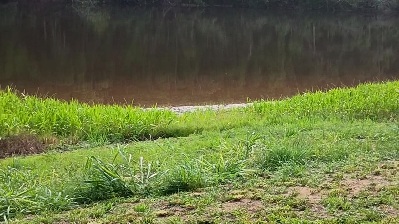 23.12.2025 Barron River Esplanade Kuranda