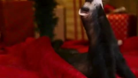 🎄🍿🐶 The Christmas Popcorn Heist… He Thought No One Was Watching 😂✨