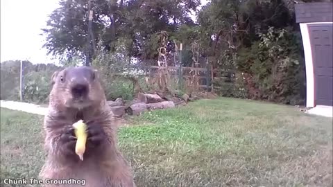 Funnest animals videos 😂