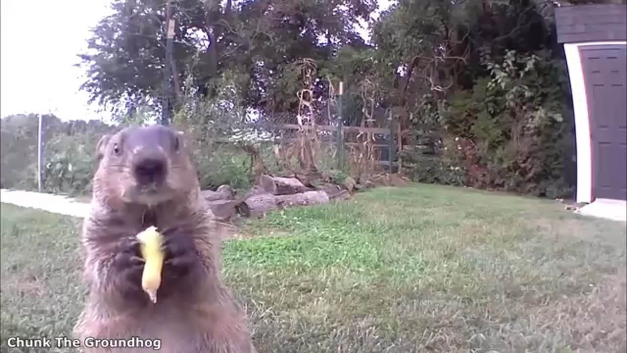 Funnest animals videos 😂