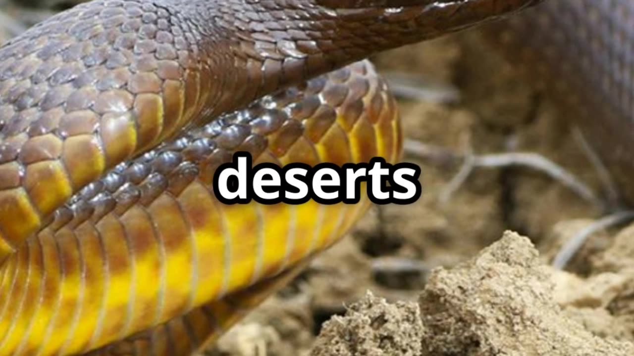 king cobra vs inland taipan 🐍😨💀