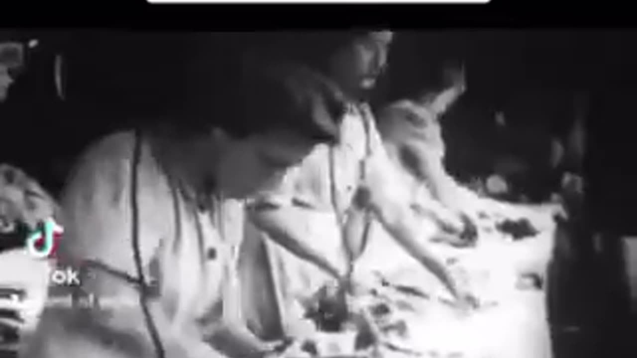 Auschwitz-Birkenau https://t.me/paesebalocchi
