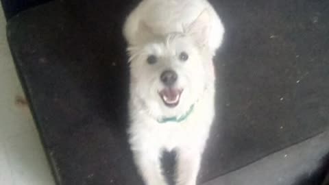 dog