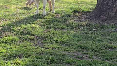 Goat Kid Gets Clotheslined By Mother's Lead