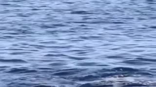 Amazing sea animals