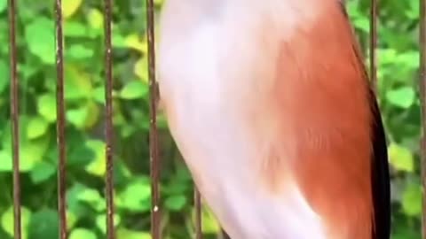 The Long-tailed Shrike