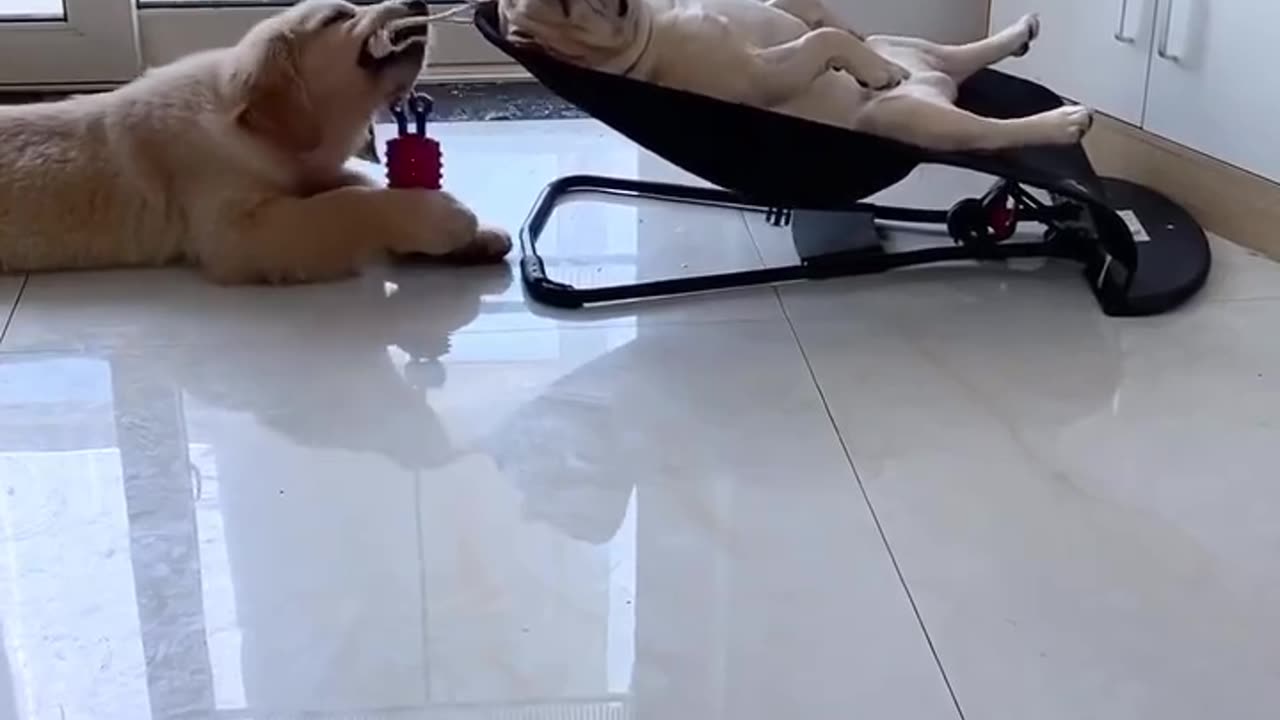 Funny animals😂