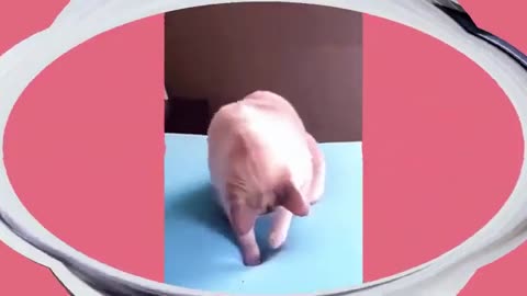 Funny cats and dogs