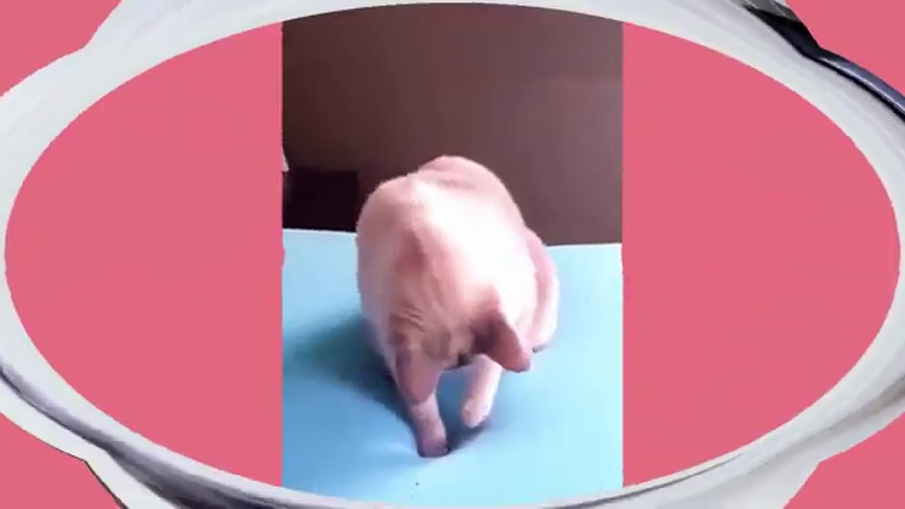 Funny cats and dogs