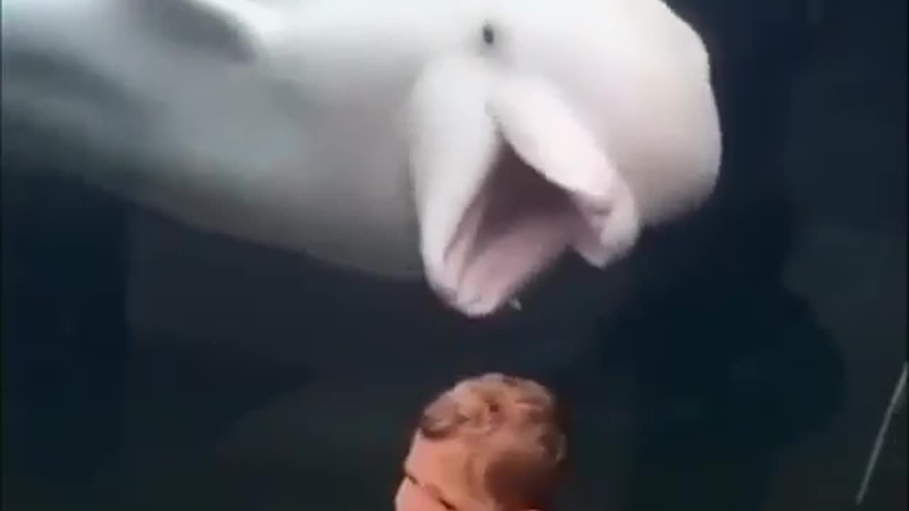 Prankster beluga whale 🤣
