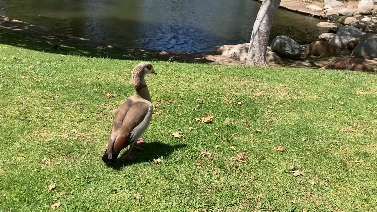 Cool Looking Duck?