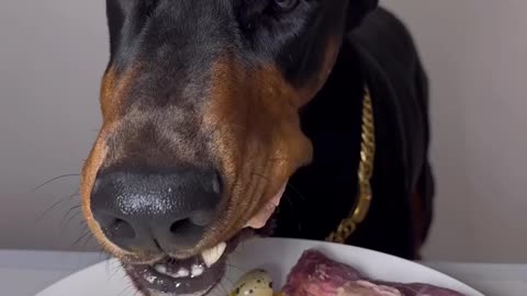 Doberman dog eating meat