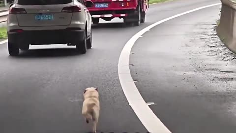 Humans Don’t Deserve Dogs