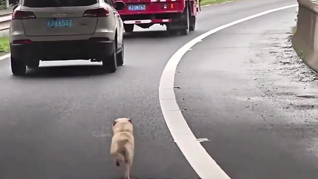 Humans Don’t Deserve Dogs