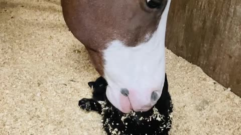 Horse Using Nose to Pet Cat