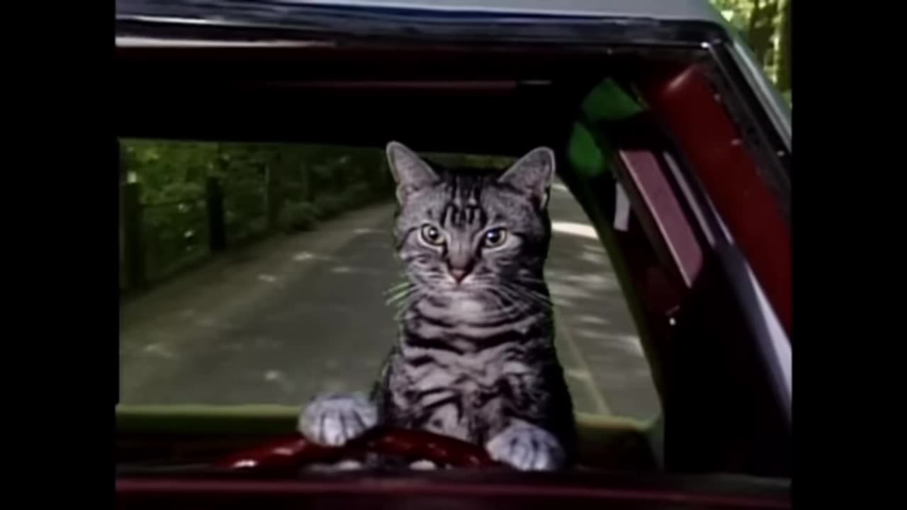 Space Ice Talks Toonces