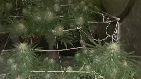 Grow Updates