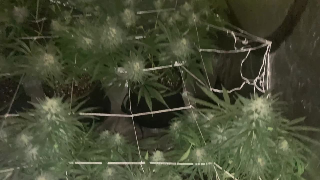 Grow Updates