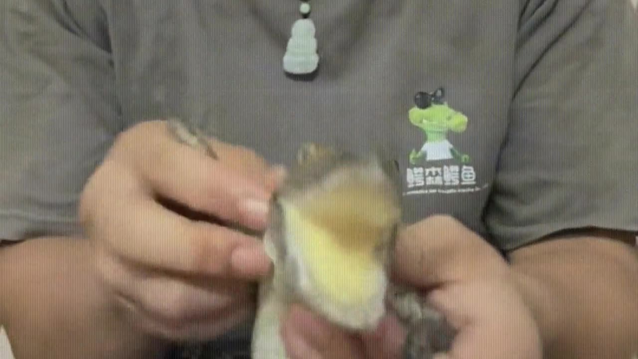 Crocodile： Spare me, big brother, I almost ran out of breath.