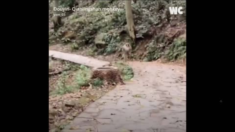 Monkey has learned to run like a human - would freak me out first time watching