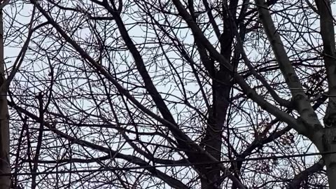 Blue Jay.