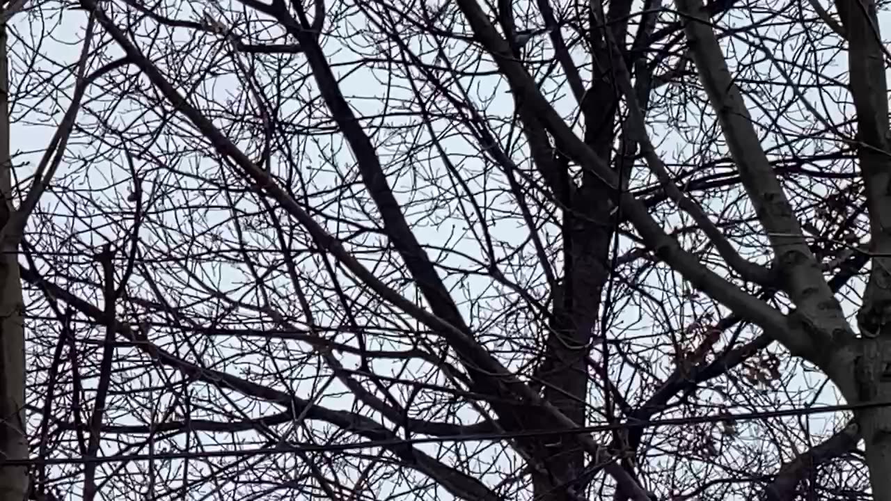 Blue Jay.