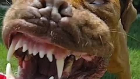 Trending: SkinWalker Disguised As Animals ☢️ PRT-27 #viral #ytshorts