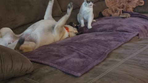 😂🐶🐱 Best Friends Playing Around? Or Fighting? | FunFM