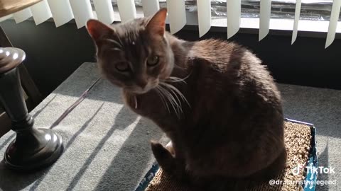 Cat Video Of The Cat On The Scratchboard