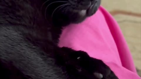 Cute Precious Piper Has a Pixie Face When She Sleeps - Adopting a Cat from a Shelter Vlog #shorts