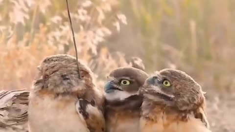 They made THAT guy the branch manager? 🦉😊