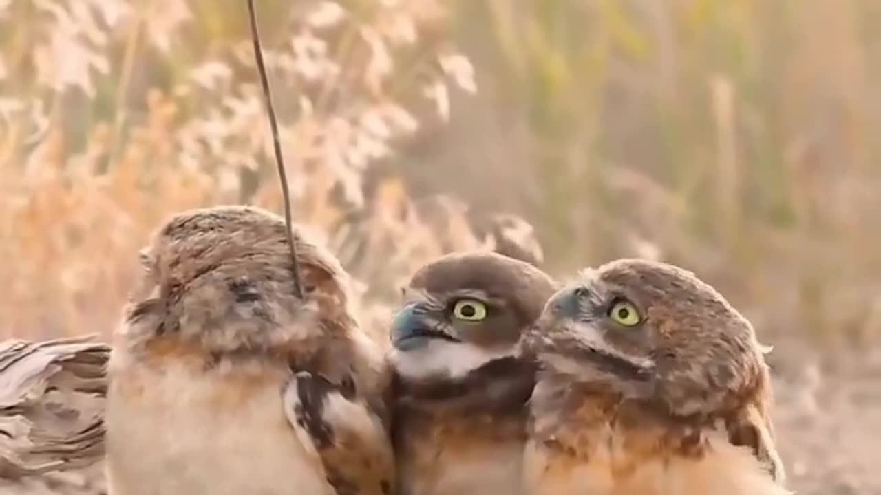They made THAT guy the branch manager? 🦉😊