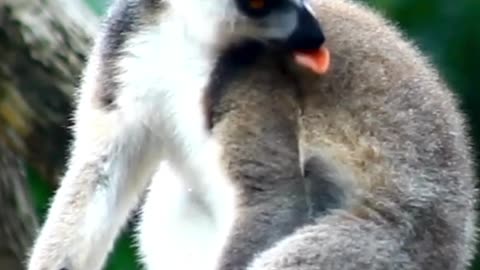 Wild Animals! #animal #wildanimals #wildlife #cute #wild