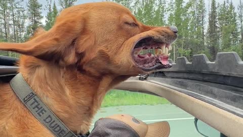 Yukon Sunroof Dog