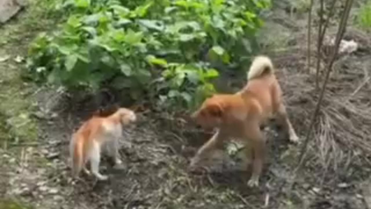 Dog and cat 🥰 fight club 😁