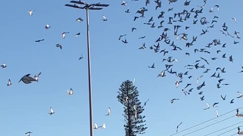 Releasing A Flock Of Carrier Pigeons