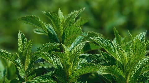 Mint, medicinal herb, healthy