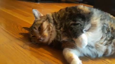 Watch This Cat Beg for More Pets and Finally Flops Down