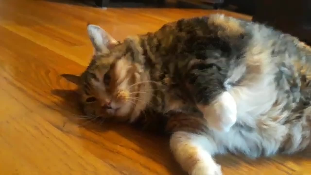 Watch This Cat Beg for More Pets and Finally Flops Down