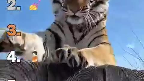 Cats Being Cats: The Ultimate Compilation Part 2