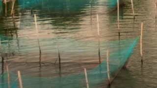African vs. European Catfish: The Growth Rate Battle You Didn’t Know About! 🐟⚡