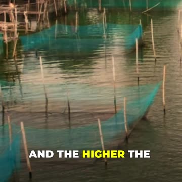 African vs. European Catfish: The Growth Rate Battle You Didn’t Know About! 🐟⚡